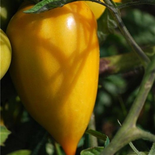 Tomatengelbe Paprikasamen