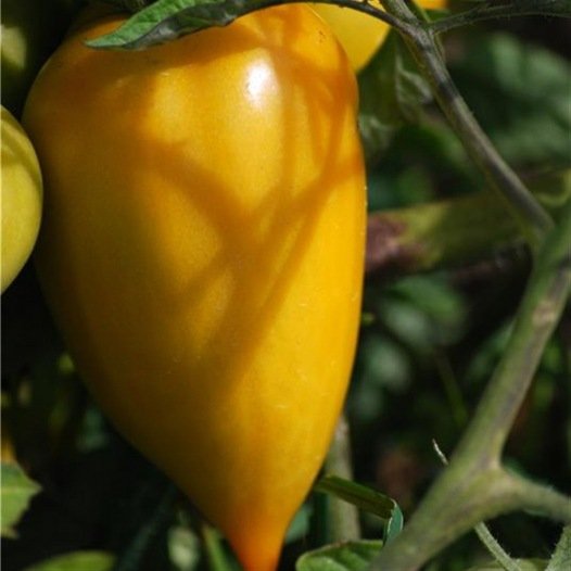 Tomate Gele Paprika Samen