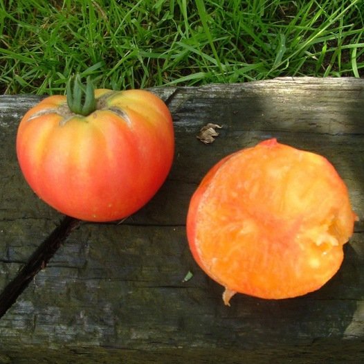 Tomatensamen German Gold