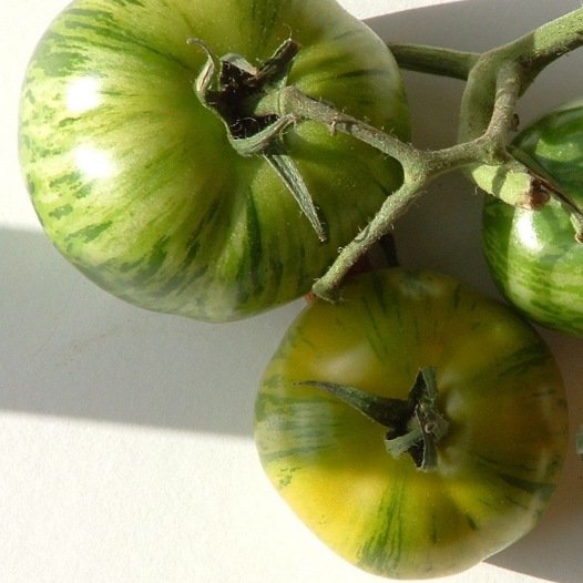 Tomatengrüne Zebrasamen