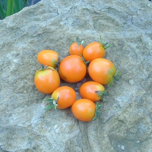 Tomaten-Ida-Goldsamen