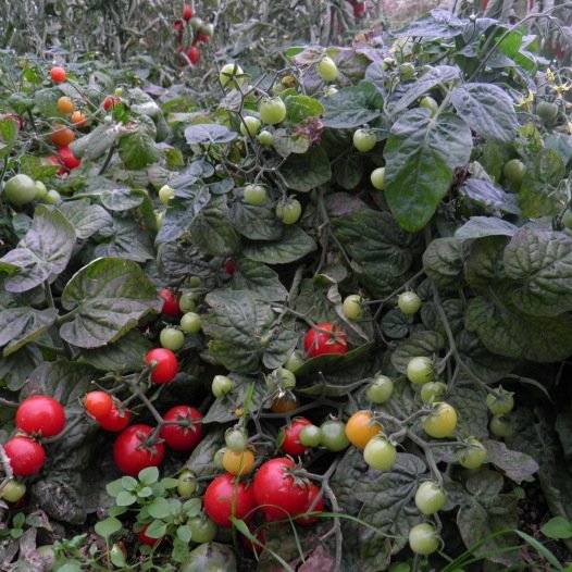 Japanische niedrige Tomatensamen