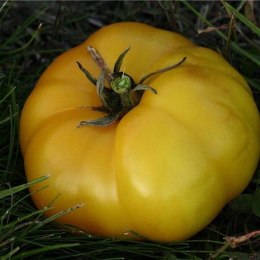 Tomaten-Jaune-St.-Vincent-Samen