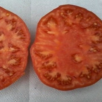 Tomaten-Suzy-Samen