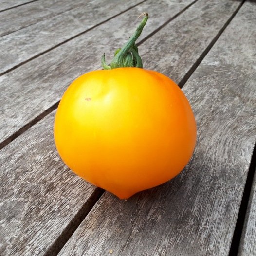 Tomate Teton de Wepion Samen