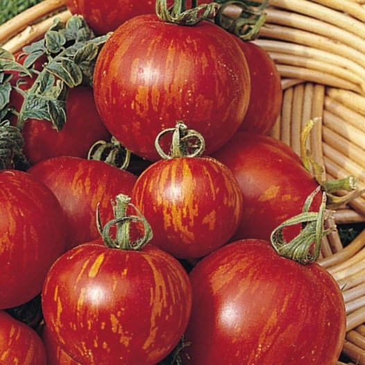 Tomaten-Tigerella-Samen
