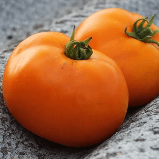 Tomaten-Valencia-Orangensamen