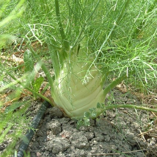 Fenchel Soft Summer Early Seeds