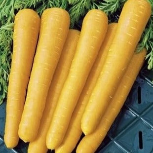 Lange gelbe Karotte aus Belgien